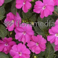 SUNPATIENS